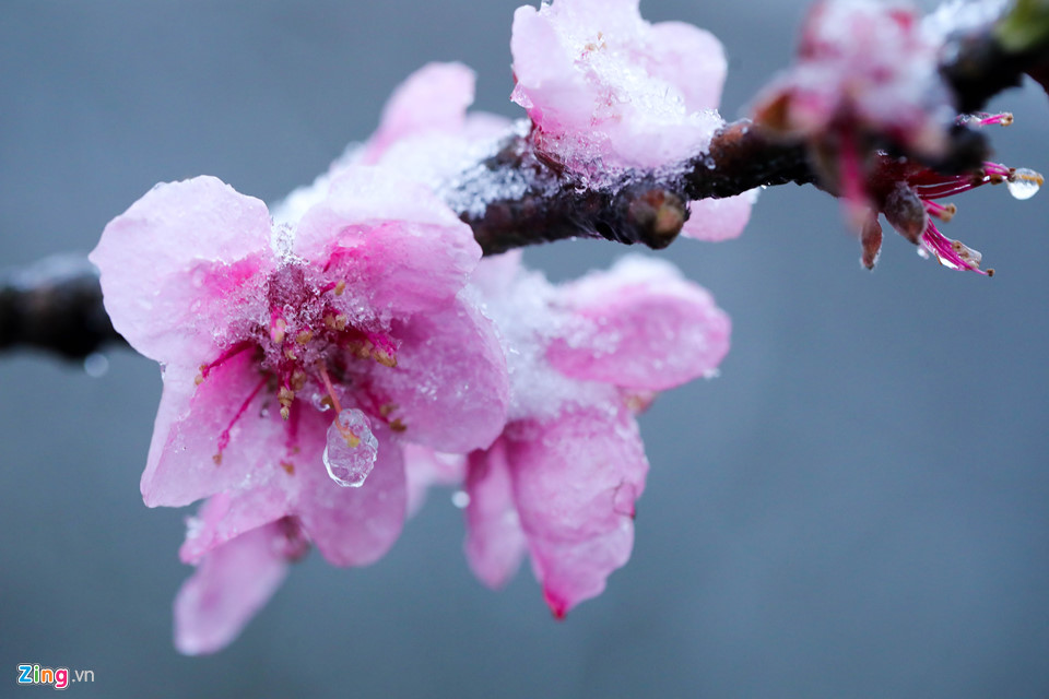 Hoa đào rừng rét quắt trong băng tuyết Sa Pa